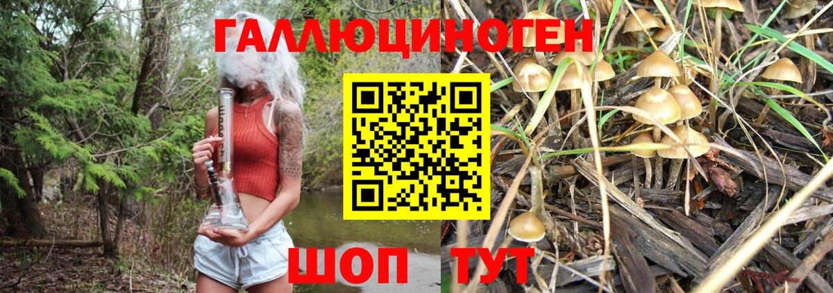 Тулун  Псилоцибиновые грибы Cubensis  Вход с VPN 
